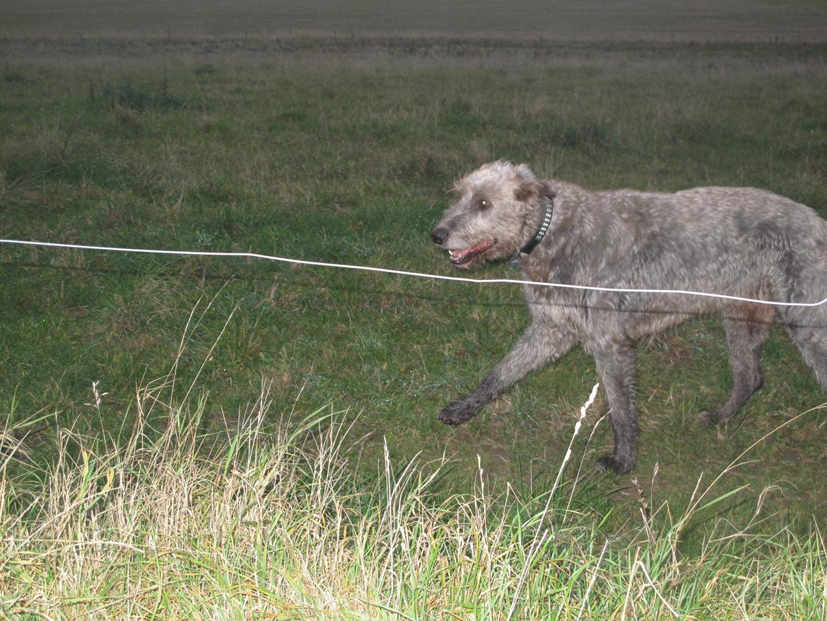 Irsk ulvehund Rolf<3 kælenavn: Rolle/Basse - Basse<3 billede 21