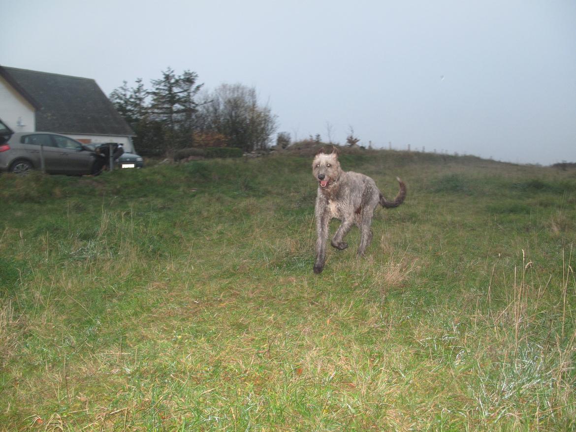 Irsk ulvehund Rolf<3 kælenavn: Rolle/Basse - Løb! billede 3