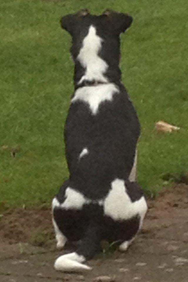 Dansk svensk gaardhund Vaks - Vaks alene i verden billede 7