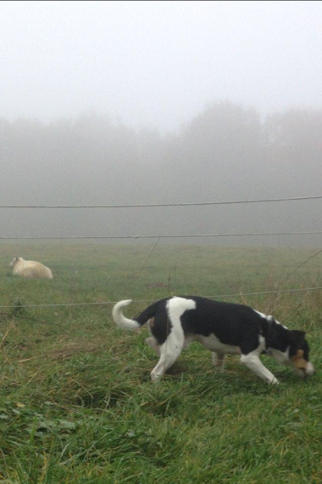 Dansk svensk gaardhund Vaks - På sporet... billede 6