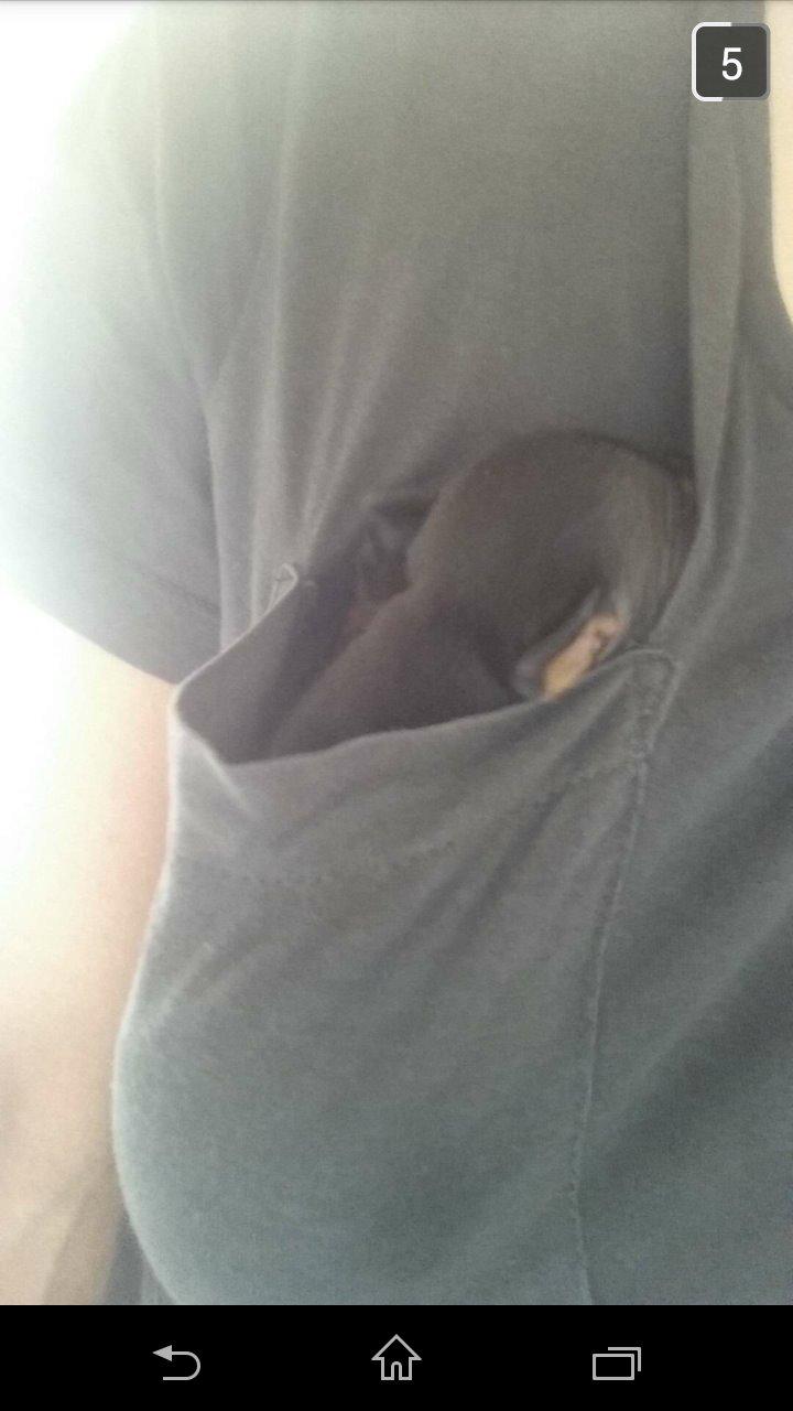 Dvaergpinscher Lilo (Lilleskid) billede 14