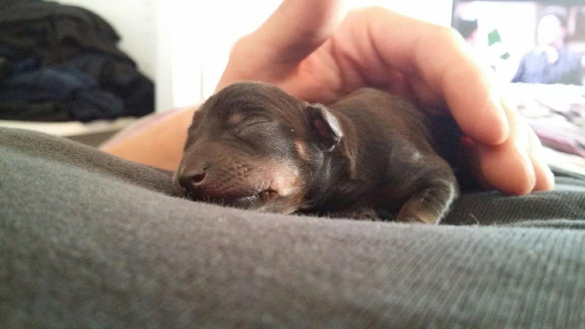 Dvaergpinscher Lilo (Lilleskid) billede 13