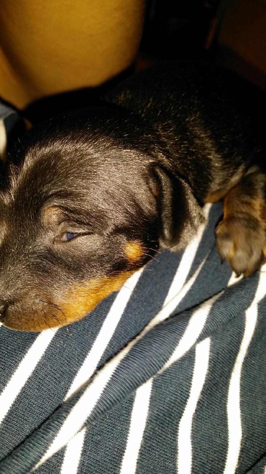 Dvaergpinscher Lilo (Lilleskid) billede 16