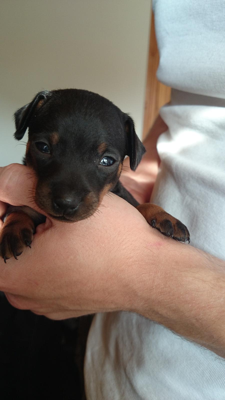 Dvaergpinscher Lilo (Lilleskid) billede 17