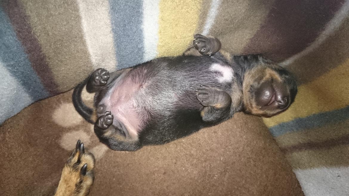 Dvaergpinscher Lilo (Lilleskid) billede 15