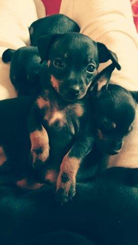 Dvaergpinscher Lilo (Lilleskid) billede 19