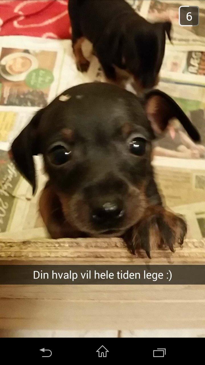Dvaergpinscher Lilo (Lilleskid) billede 18