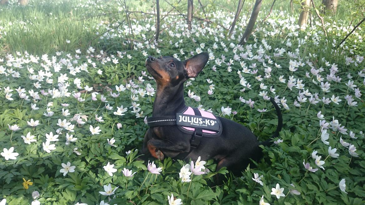 Dvaergpinscher Lilo (Lilleskid) billede 2