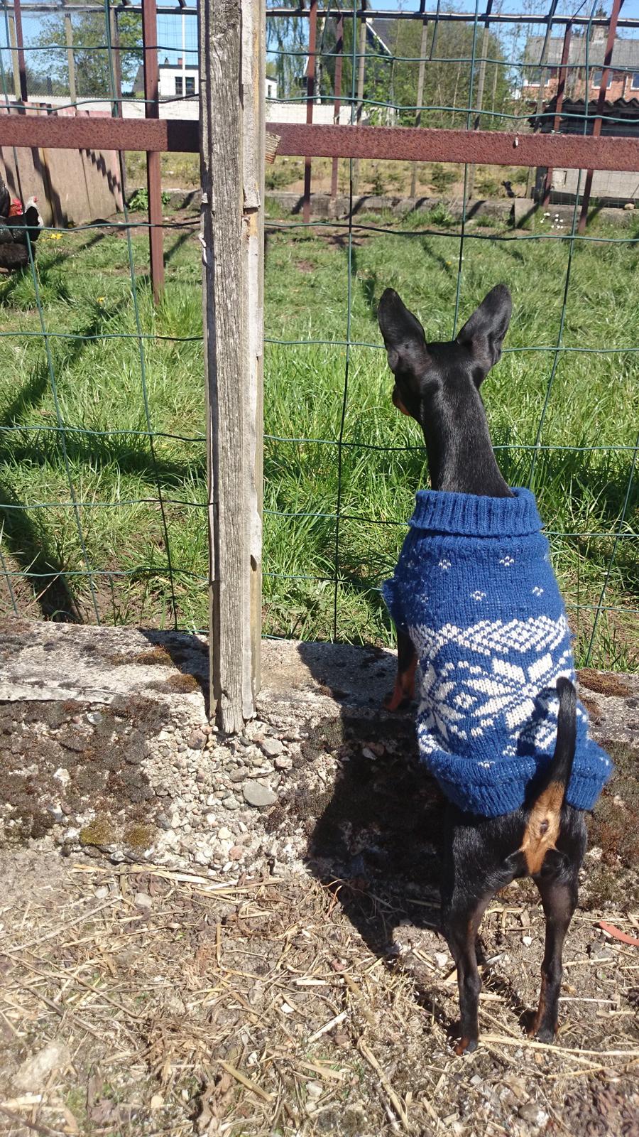 Dvaergpinscher Lilo (Lilleskid) billede 8