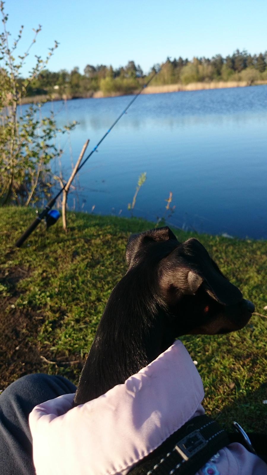 Dvaergpinscher Lilo (Lilleskid) billede 4