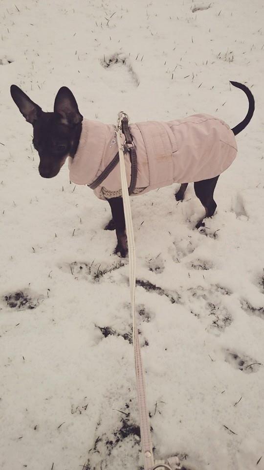 Dvaergpinscher Lilo (Lilleskid) billede 6