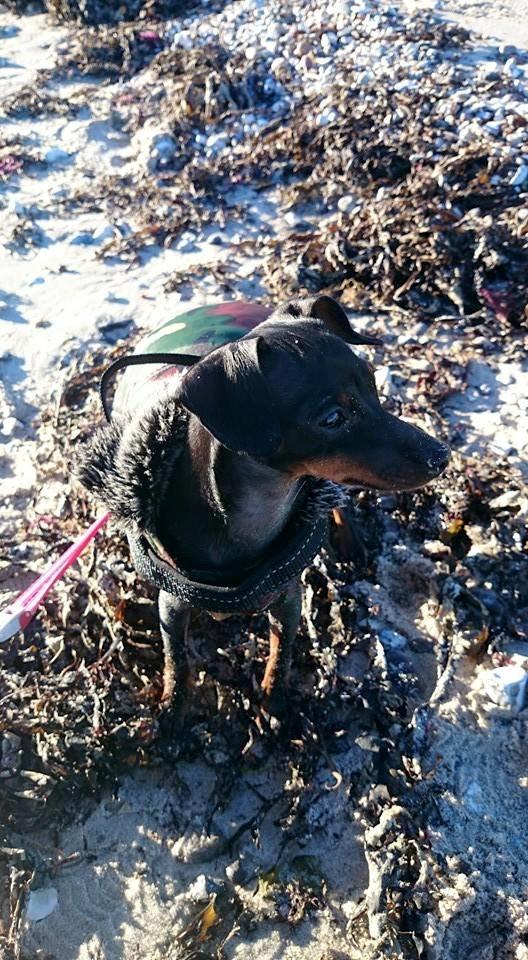 Dvaergpinscher Lilo (Lilleskid) billede 7