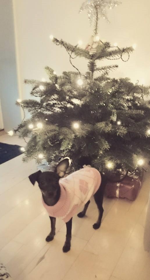 Dvaergpinscher Lilo (Lilleskid) billede 10