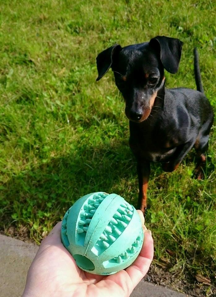 Dvaergpinscher Lilo (Lilleskid) billede 1