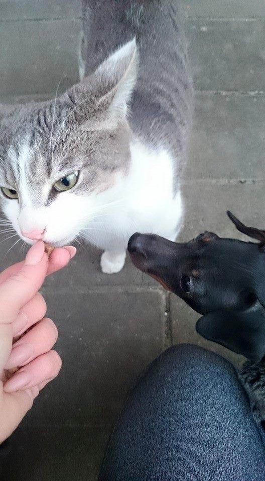 Dvaergpinscher Lilo (Lilleskid) billede 12