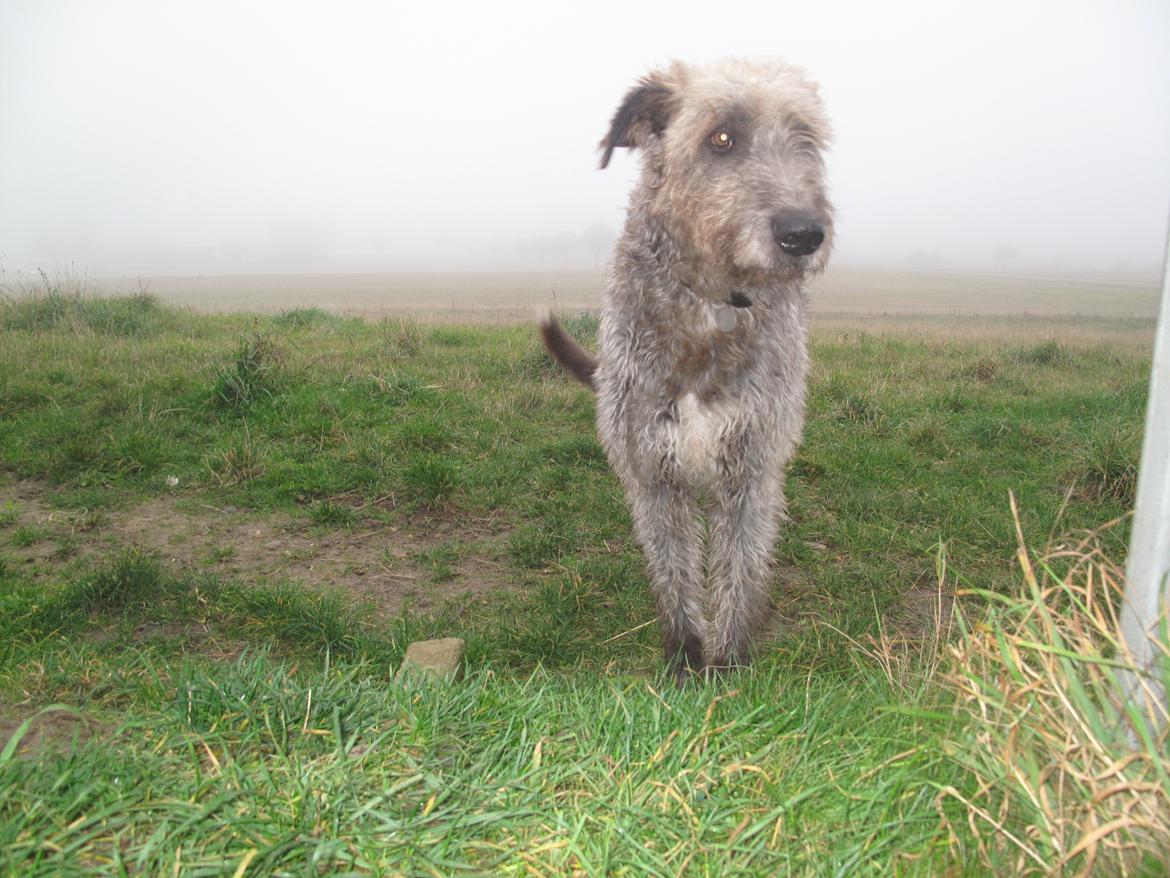 Irsk ulvehund Rolf<3 kælenavn: Rolle/Basse - Velkommen til vores profil:) billede 1