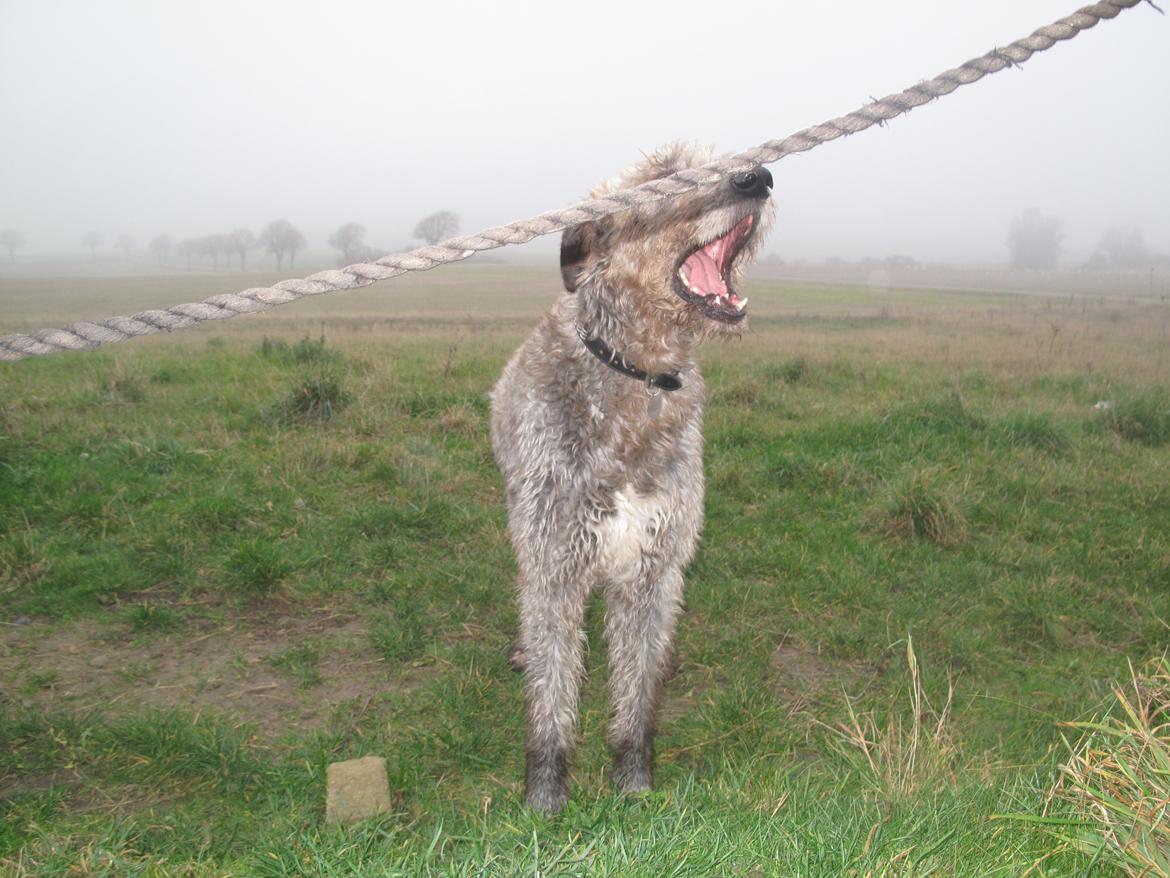 Irsk ulvehund Rolf<3 kælenavn: Rolle/Basse - <3 billede 23