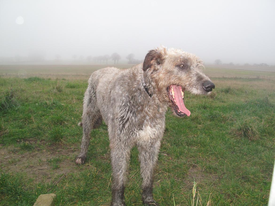 Irsk ulvehund Rolf<3 kælenavn: Rolle/Basse - Gaber! billede 25