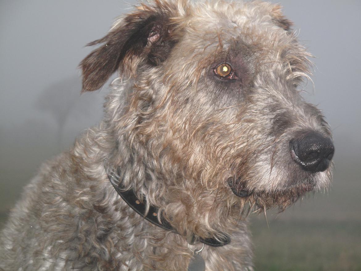 Irsk ulvehund Rolf<3 kælenavn: Rolle/Basse - Tæt på! billede 4