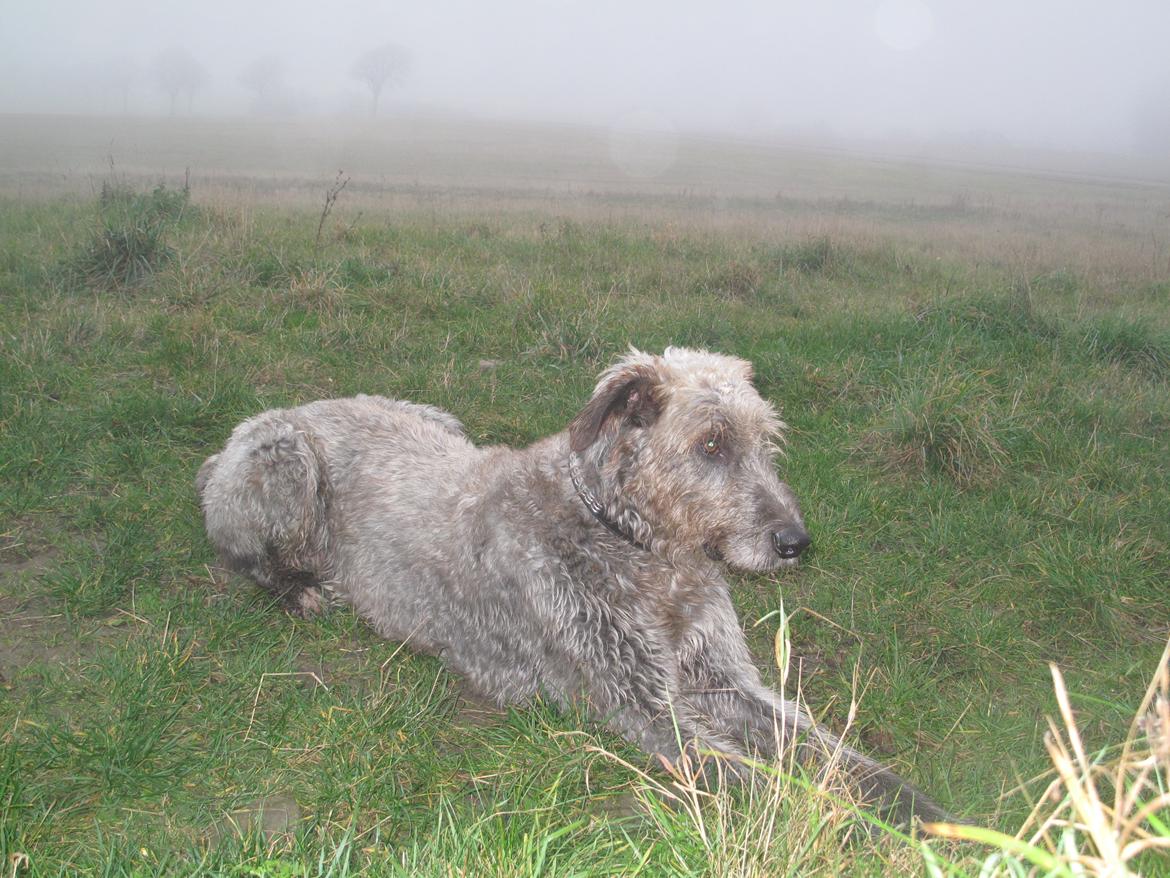 Irsk ulvehund Rolf<3 kælenavn: Rolle/Basse - Nurhhh!!! billede 26