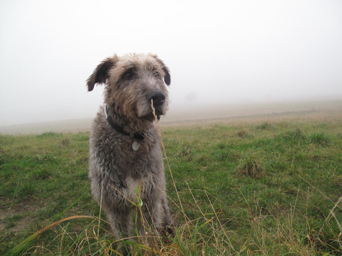 Irsk ulvehund Rolf<3 kælenavn: Rolle/Basse - Basse billede 28