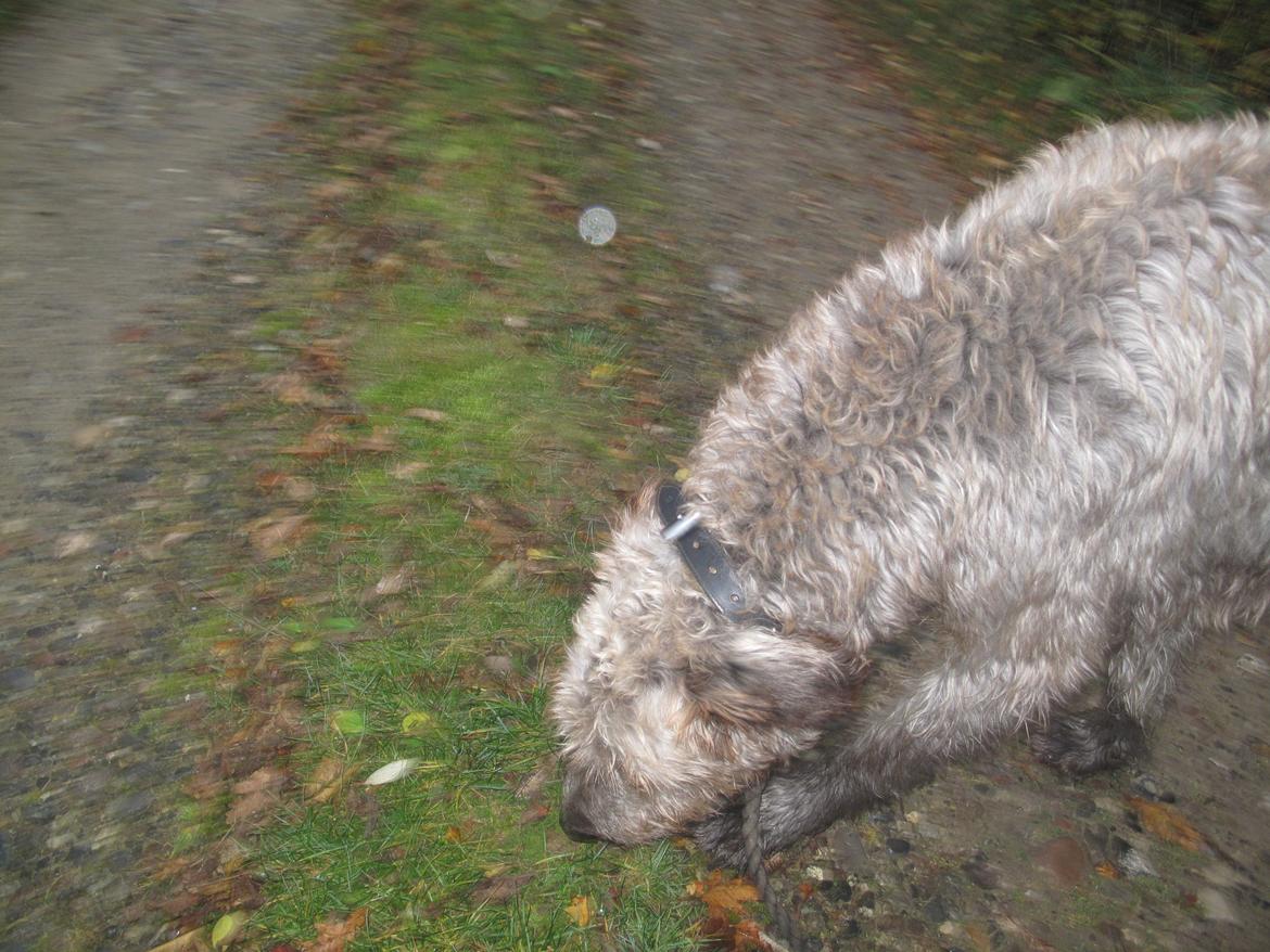 Irsk ulvehund Rolf<3 kælenavn: Rolle/Basse - På vejen! billede 29