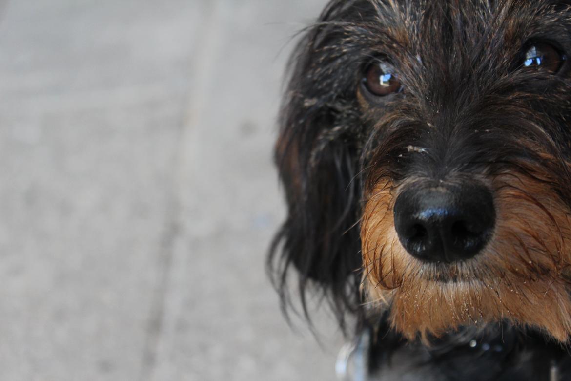 Dværggravhund Pablo (oprindeligt: Aastrupgaard Pax) billede 1