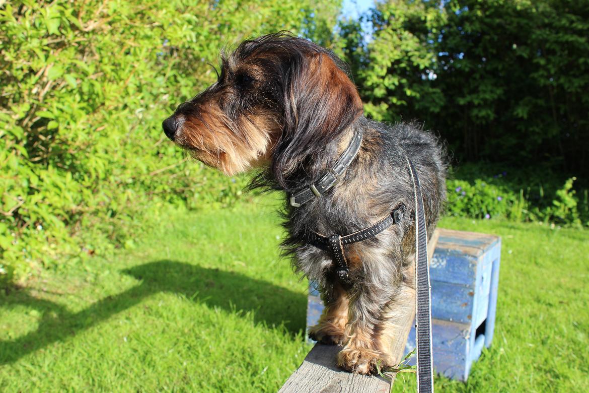 Dværggravhund Pablo (oprindeligt: Aastrupgaard Pax) billede 2