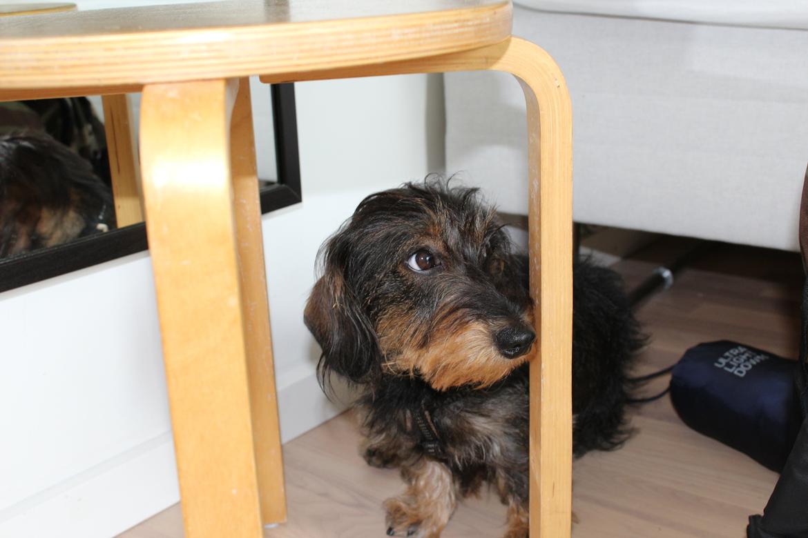 Dværggravhund Pablo (oprindeligt: Aastrupgaard Pax) - Jeg gemmer mig! ;) billede 4