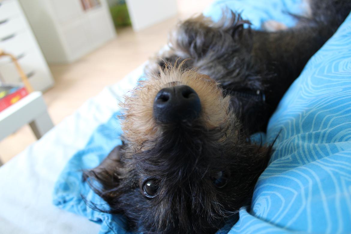 Dværggravhund Pablo (oprindeligt: Aastrupgaard Pax) billede 5