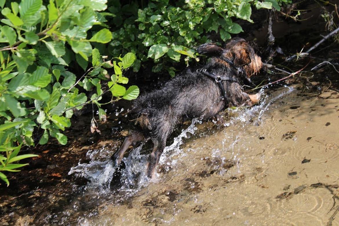 Dværggravhund Pablo (oprindeligt: Aastrupgaard Pax) billede 6