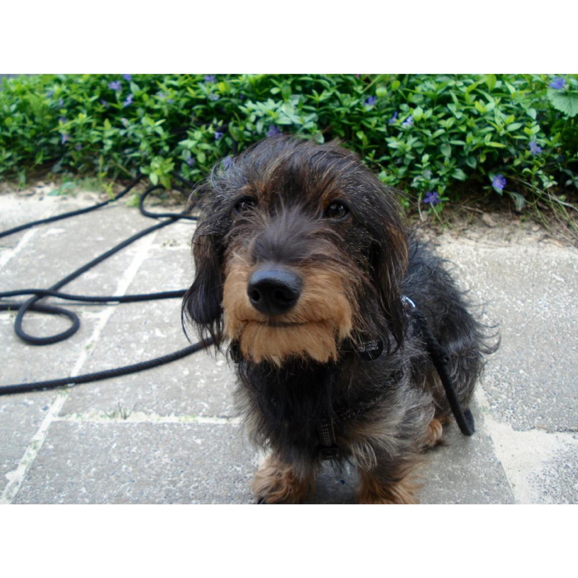 Dværggravhund Pablo (oprindeligt: Aastrupgaard Pax) billede 7