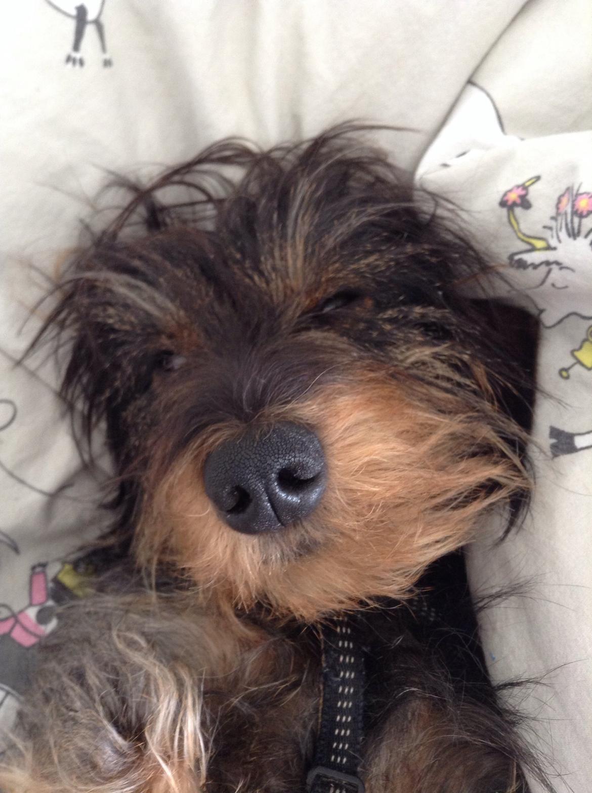 Dværggravhund Pablo (oprindeligt: Aastrupgaard Pax) billede 8