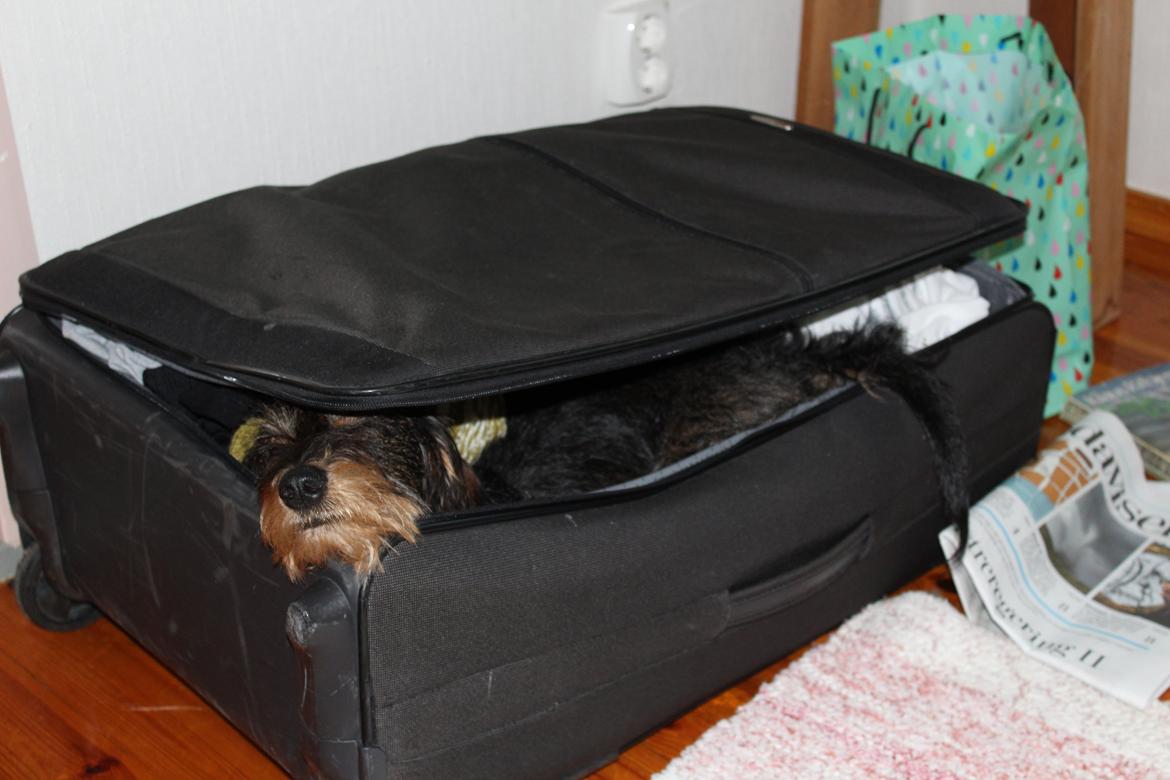 Dværggravhund Pablo (oprindeligt: Aastrupgaard Pax) - Det er hårdt at være på ferie <3 billede 9