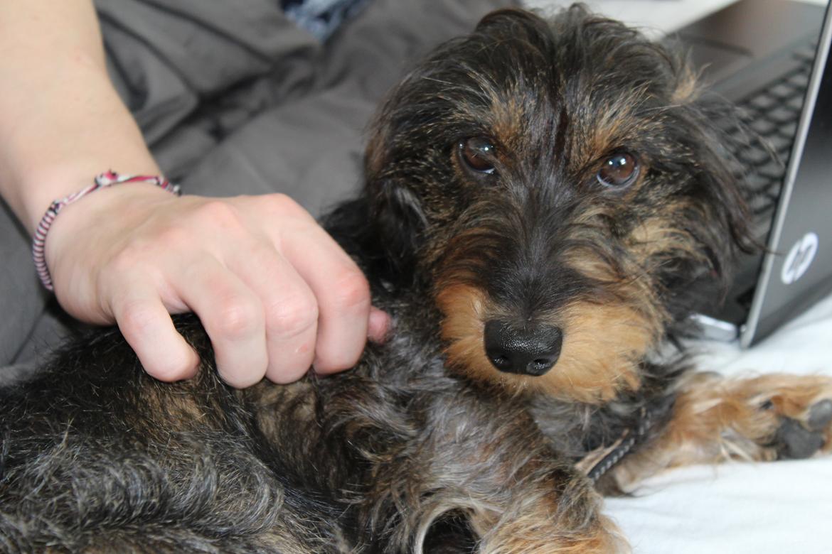 Dværggravhund Pablo (oprindeligt: Aastrupgaard Pax) billede 3