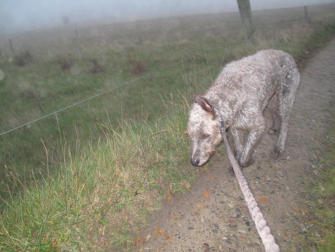 Irsk ulvehund Rolf<3 kælenavn: Rolle/Basse - På tur. billede 35