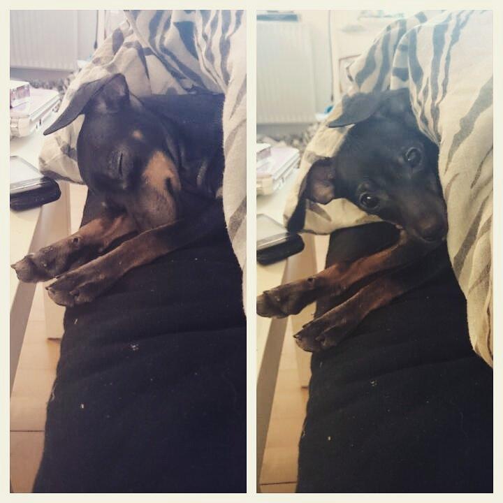 Dvaergpinscher Lilo (Lilleskid) billede 11