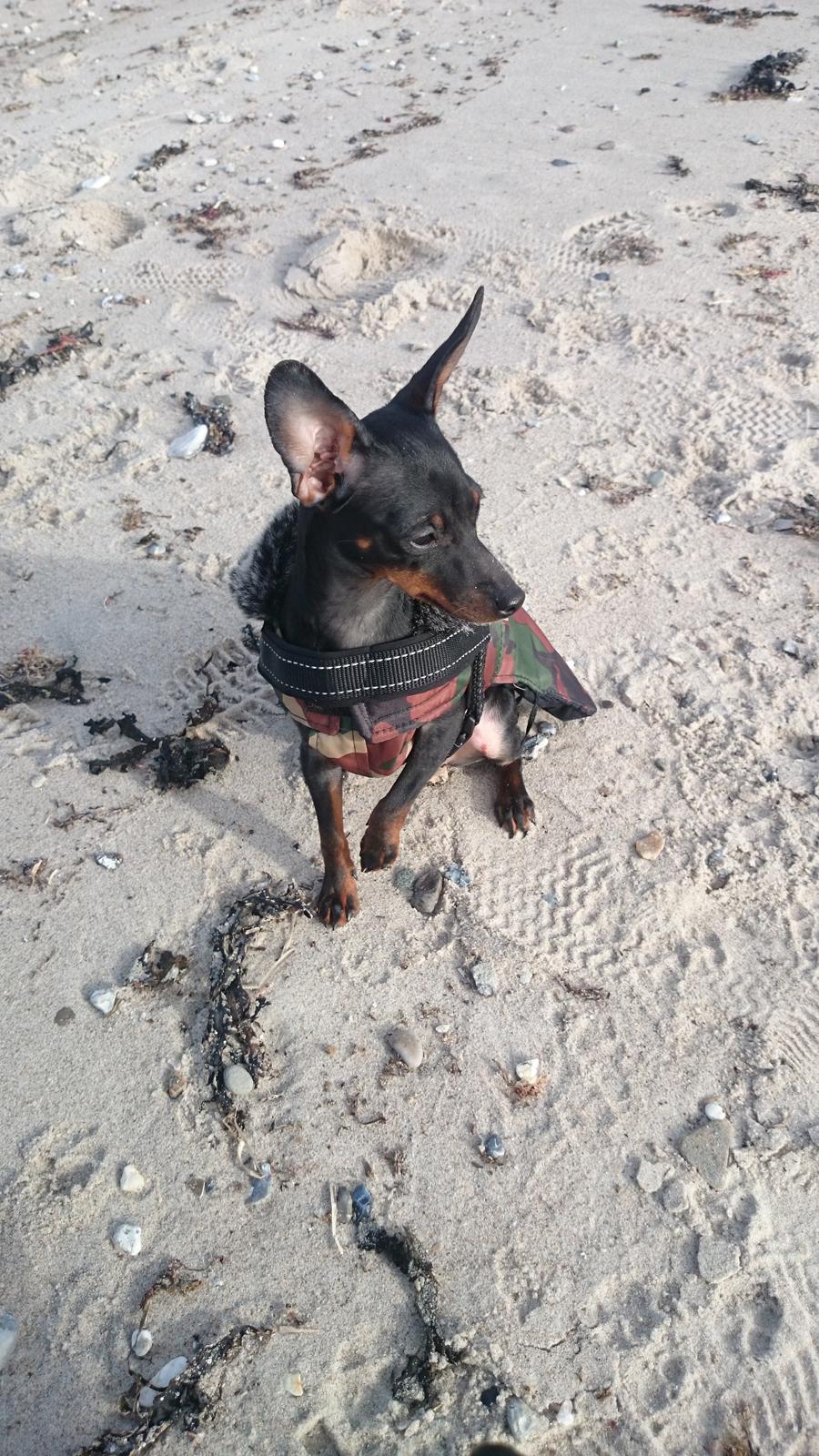 Dvaergpinscher Lilo (Lilleskid) billede 5