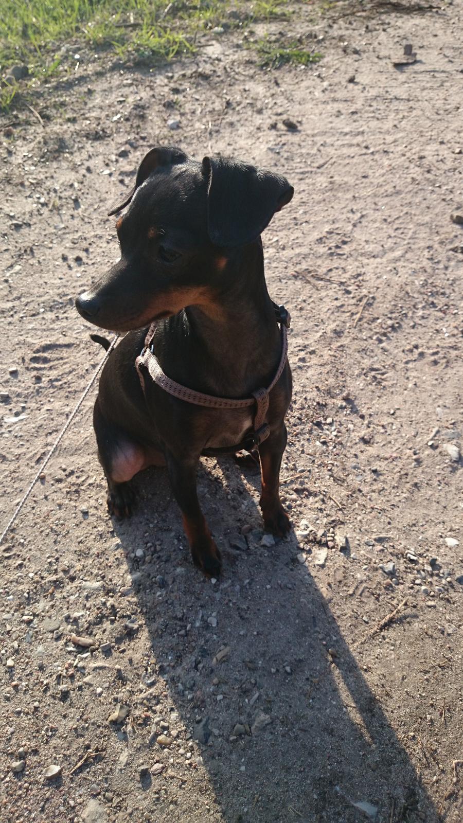 Dvaergpinscher Lilo (Lilleskid) billede 3