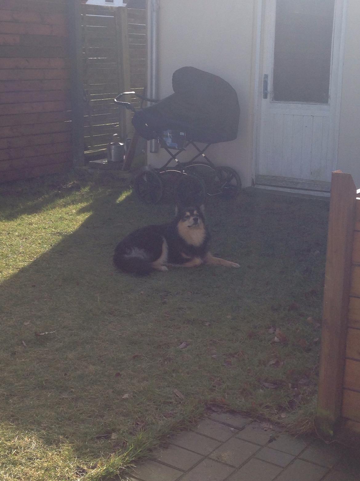 Finsk lapphund Theodor - passer på kamille billede 20