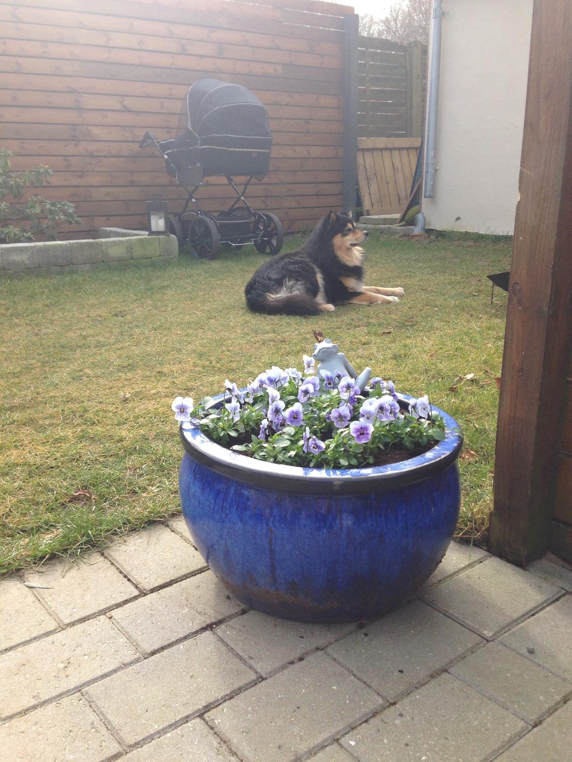 Finsk lapphund Theodor billede 19