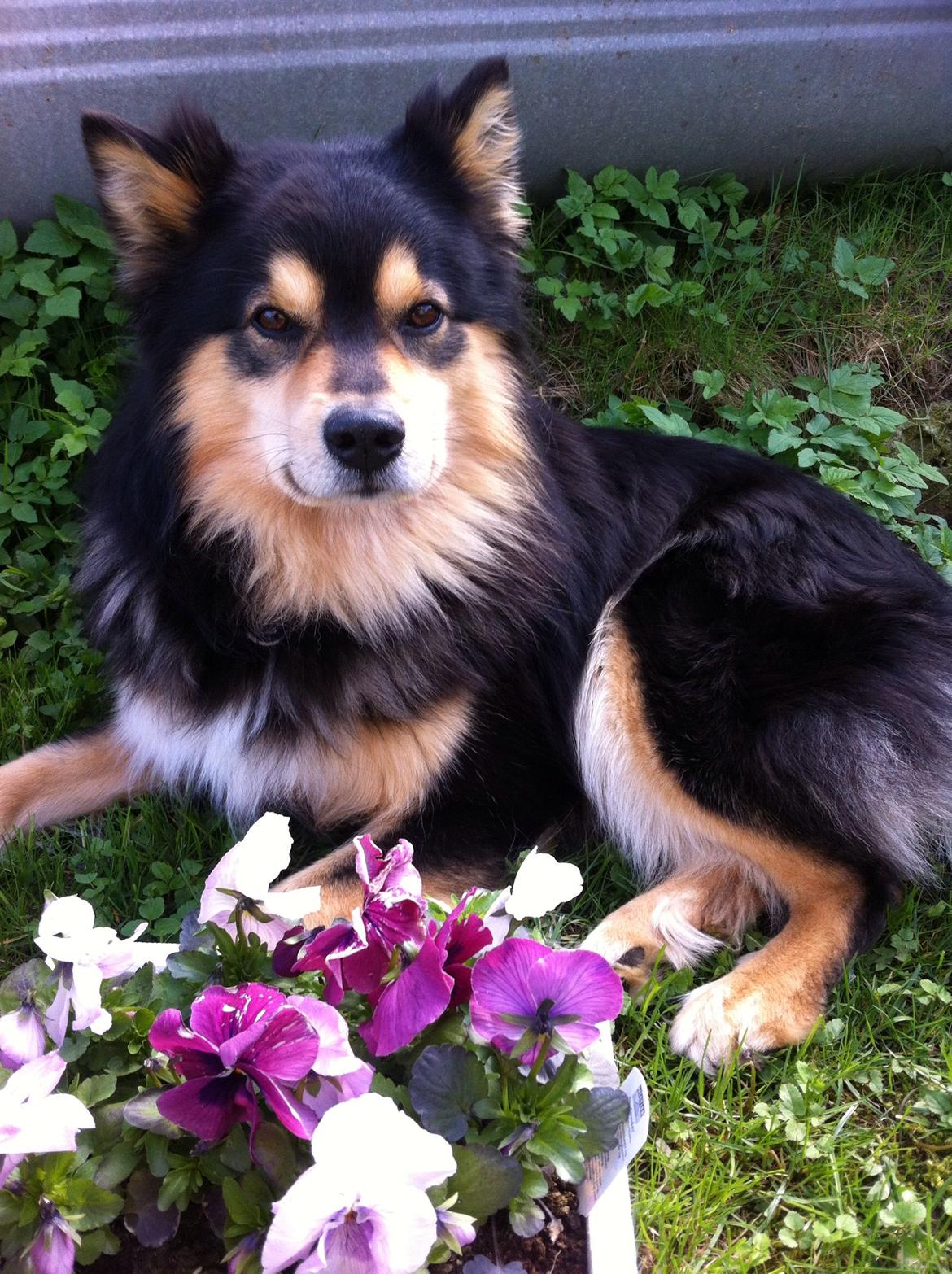 Finsk lapphund Theodor - hjælper altid med at plante blomster.. de dufter dejligt billede 21