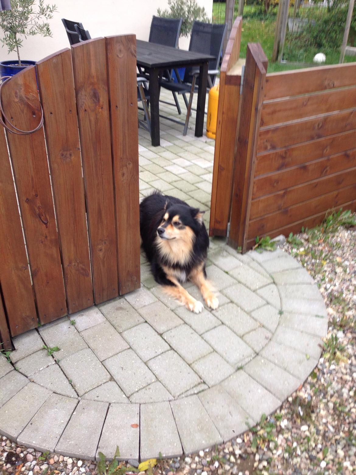 Finsk lapphund Theodor - ved hvor grænsen går :P billede 23