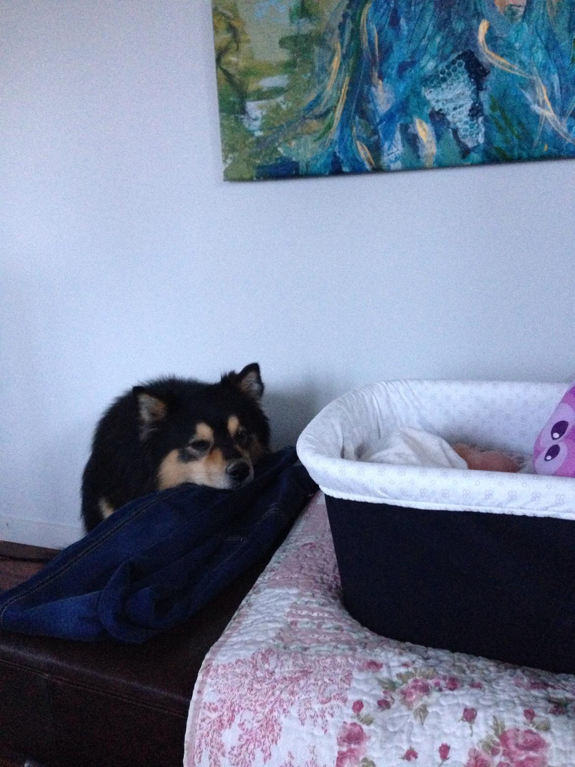 Finsk lapphund Theodor - hvem er det? billede 24