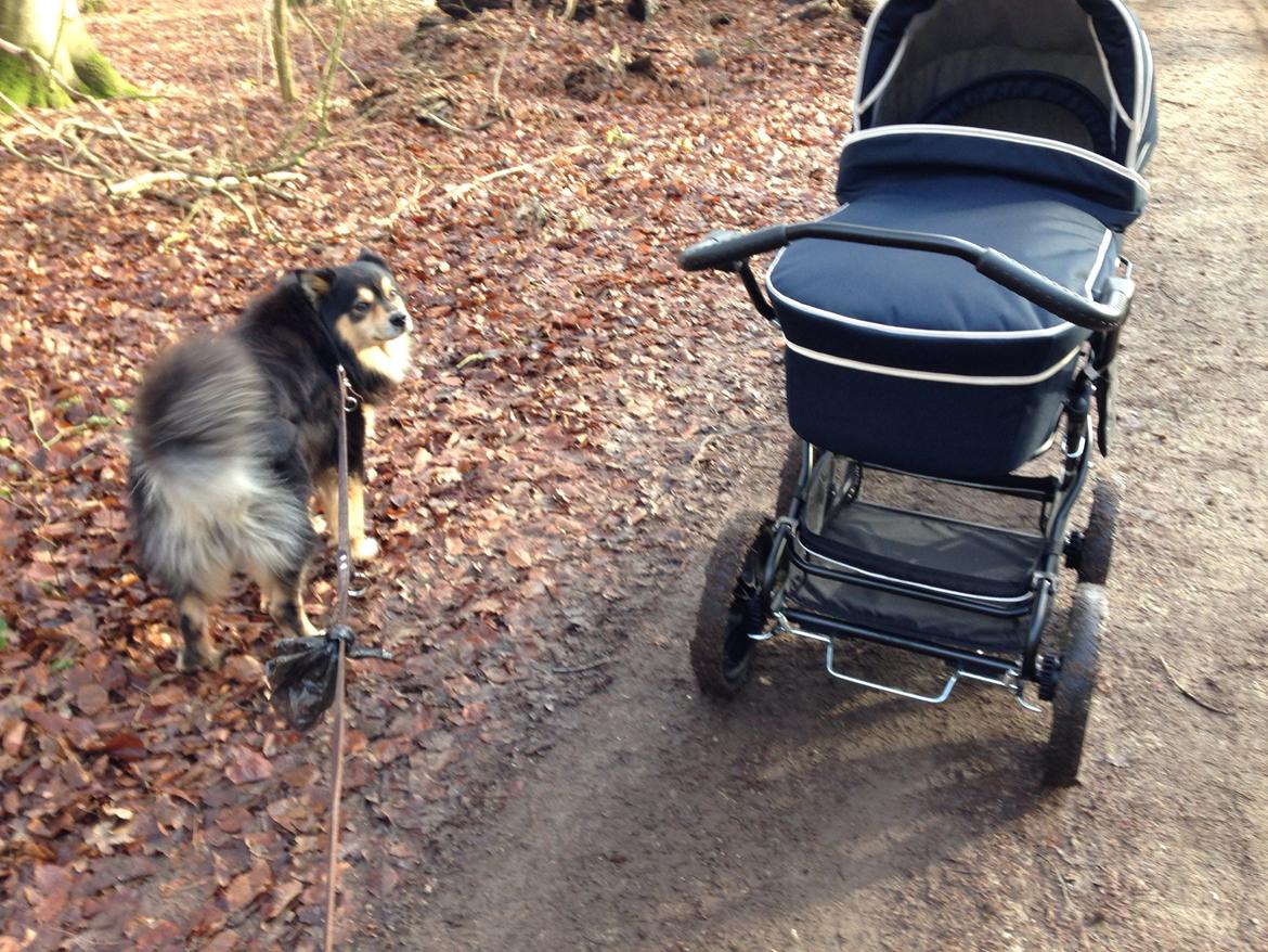Finsk lapphund Theodor - tur med hund og baby billede 22