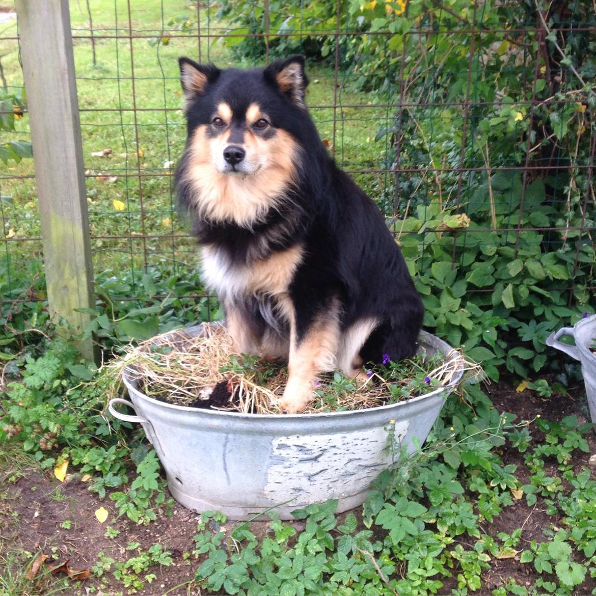 Finsk lapphund Theodor - efterårsoprydning billede 26