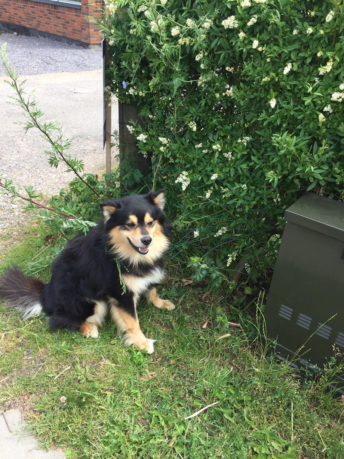 Finsk lapphund Theodor - sidder fast i hegn efter mislykket flugtforsøg billede 27