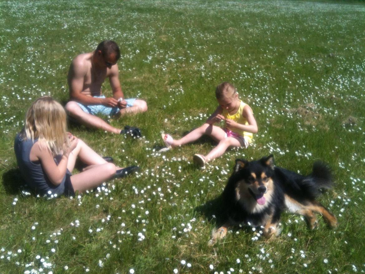 Finsk lapphund Theodor - med på camping billede 25