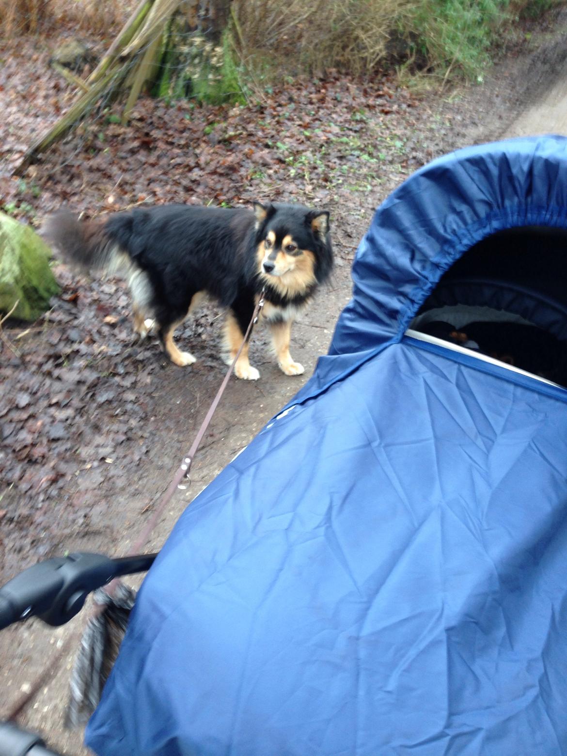 Finsk lapphund Theodor - på tur billede 28