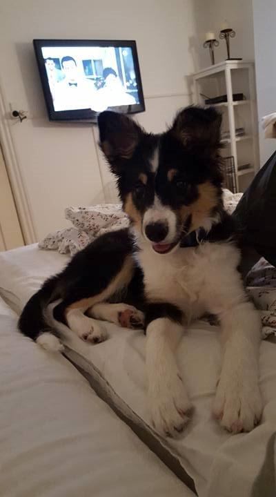 Border collie Zoom billede 7